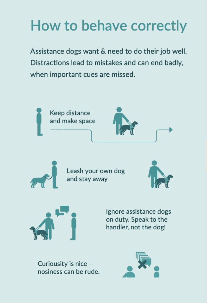 Keeping distance from assistance dogs promotes safety and focus in public settings.