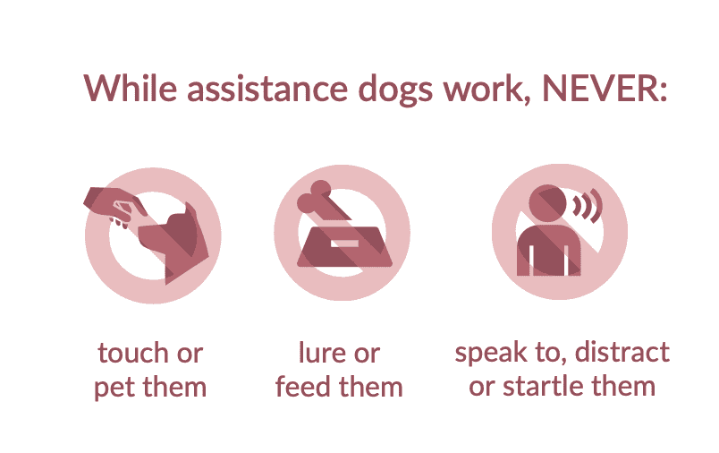 Touch or pet assistance dogs inappropriately.